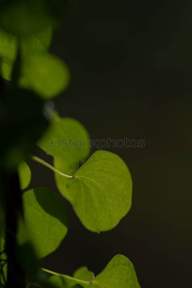 Similar – Image, Stock Photo Lucky clover, clover, four-leaved, raindrop, forest soil