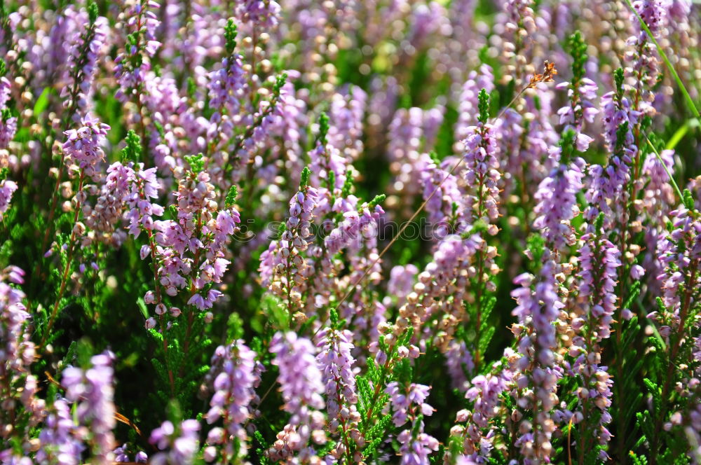 Similar – Foto Bild Lavandula angustifolia in quer