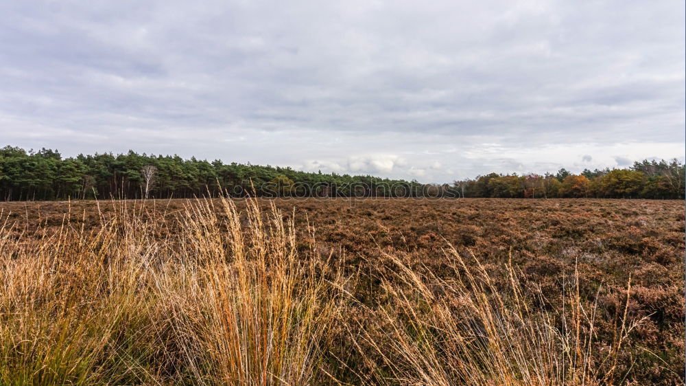 Similar – Image, Stock Photo dreary Far-off places