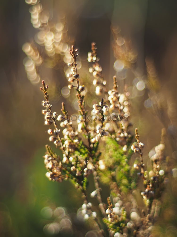 Similar – Käferleben Blume grün