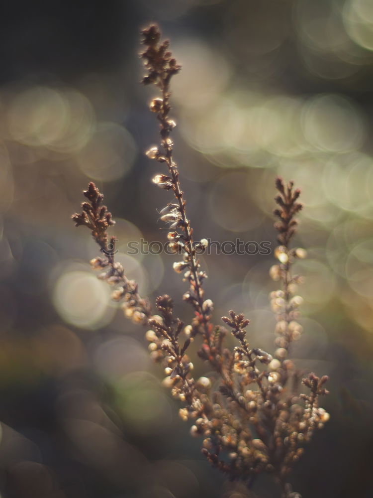 Similar – String of lights on a wooden fence