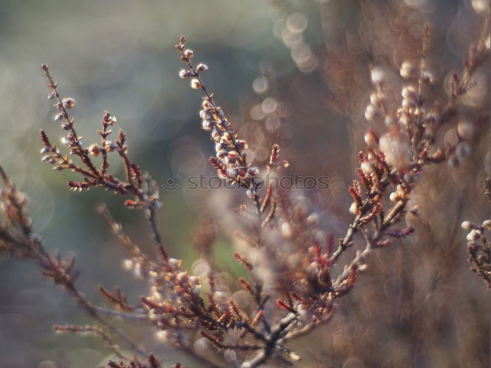 Similar – Foto Bild Frühlingserwachen Winter