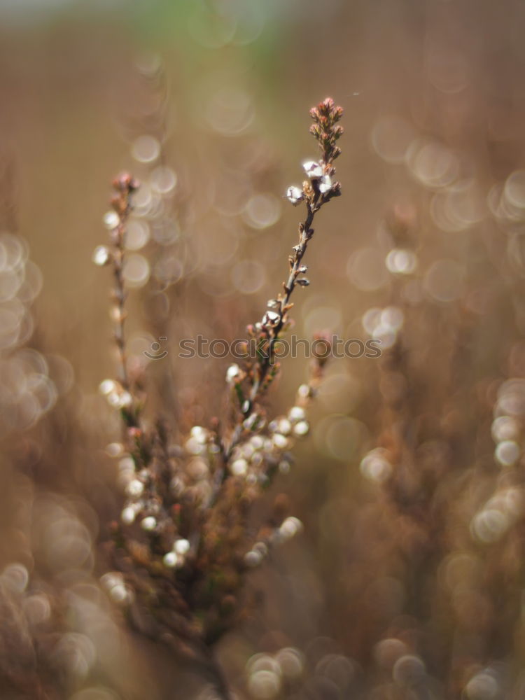 Similar – Image, Stock Photo DORRR Berries Rose hip