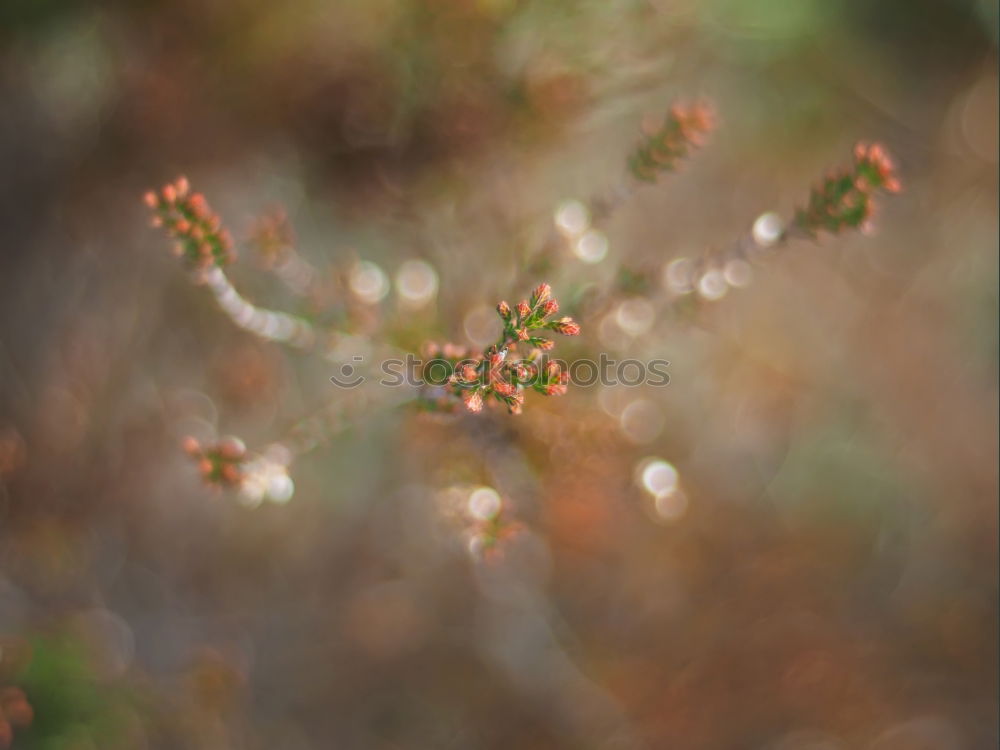 Similar – Image, Stock Photo DORRR Berries Rose hip