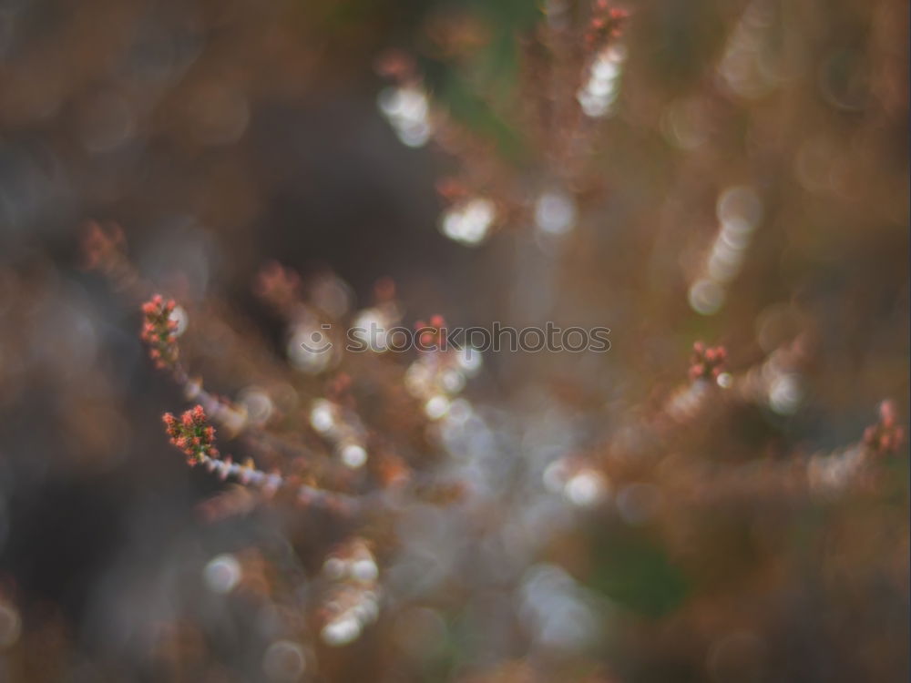 Similar – leaves Leaf Wet Autumn