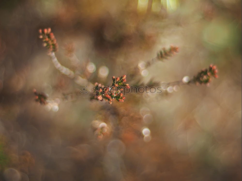 Image, Stock Photo DORRR Berries Rose hip