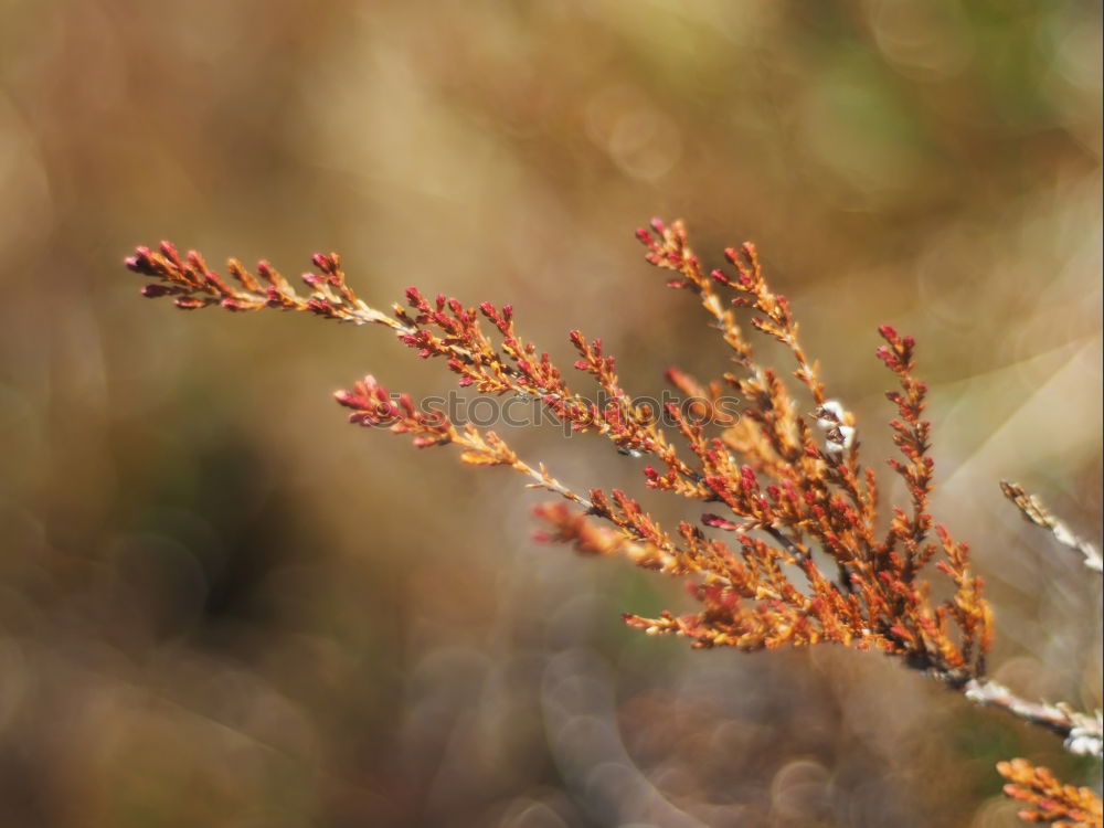 Similar – Dünengras Gras Strand See