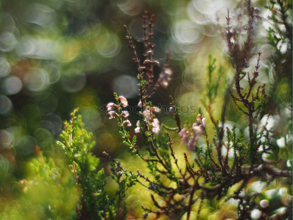 Similar – Fir branches in beautiful November light