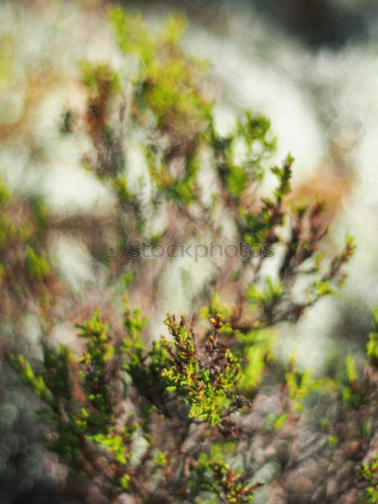 Similar – Image, Stock Photo Fern on moss carpet