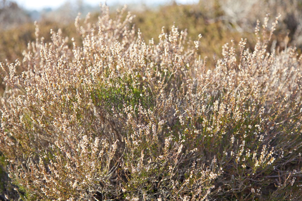 Similar – [600] Natural colours of the heather in Scotland