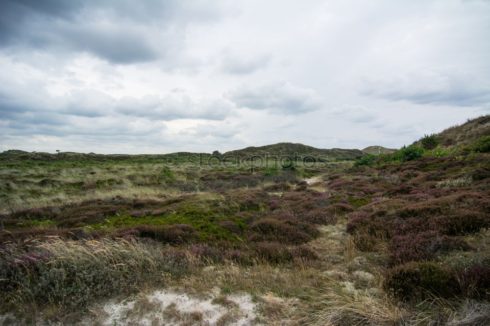 Image, Stock Photo Heath Landscape in Wales