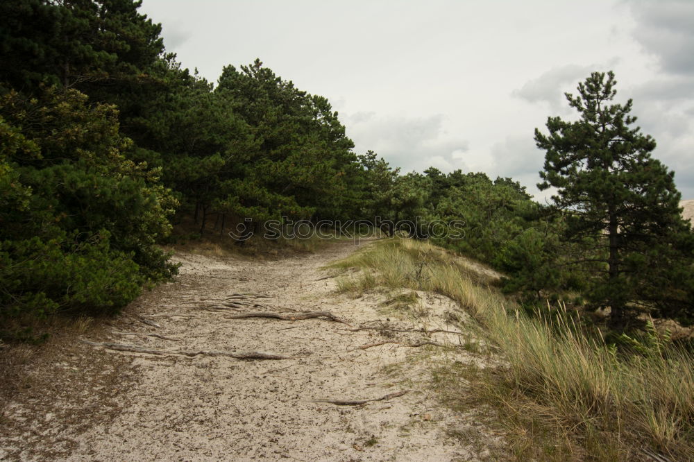 Similar – Image, Stock Photo reverse Wood Tin Pond Lake