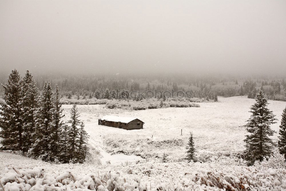 finally cold Forest Field