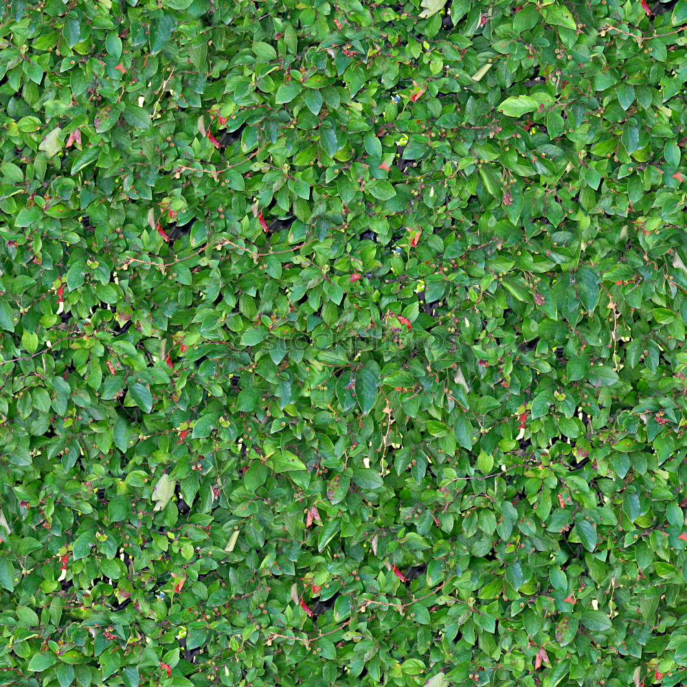 Similar – Green as clover