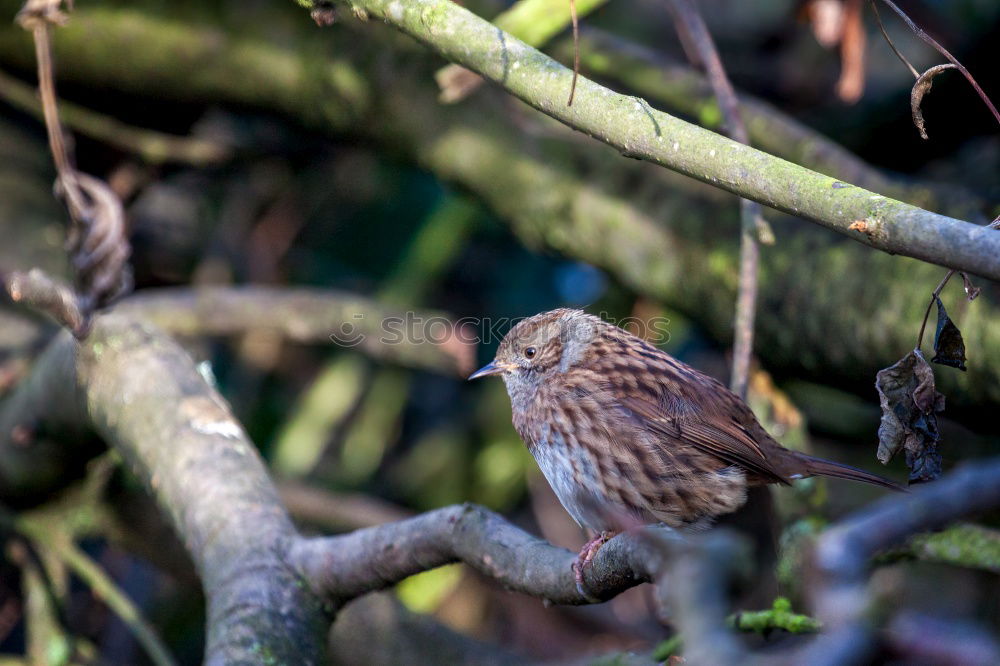 Similar – Foto Bild Spatz im Gestrüpp Natur