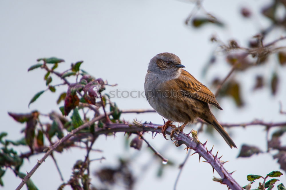 Similar – Image, Stock Photo Yellowhammer in a tree