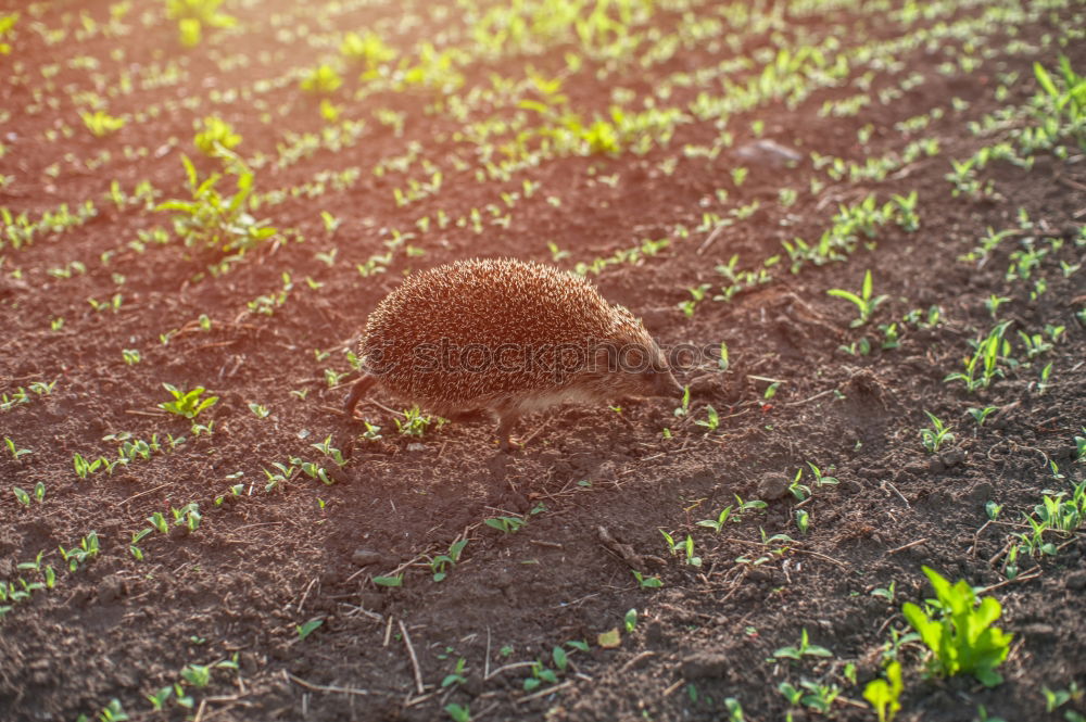 Similar – Image, Stock Photo Mole in the garden