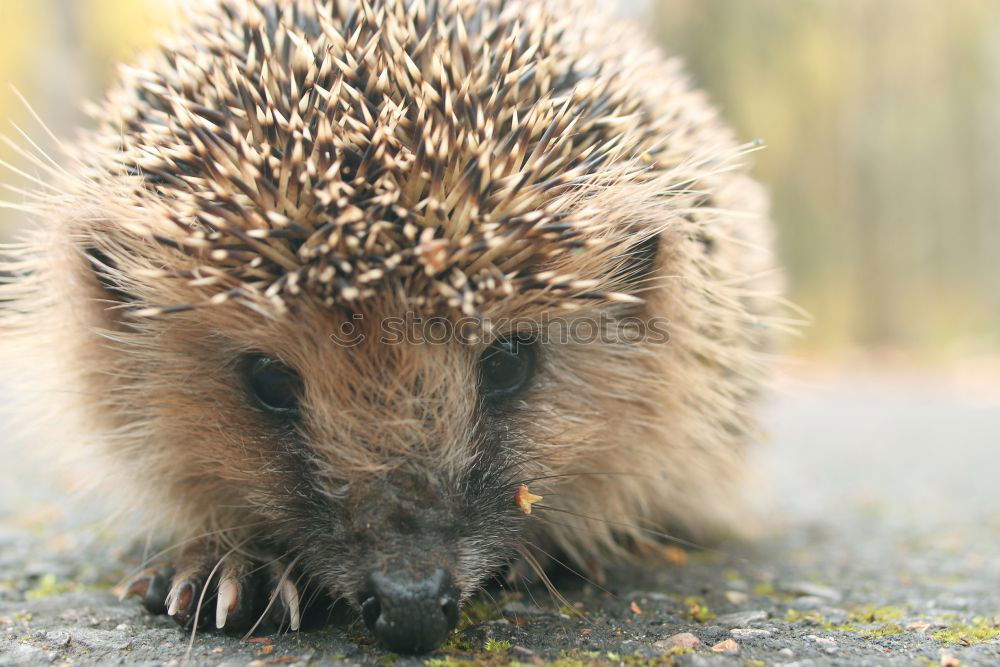 Similar – hedgehog walk Wild animal