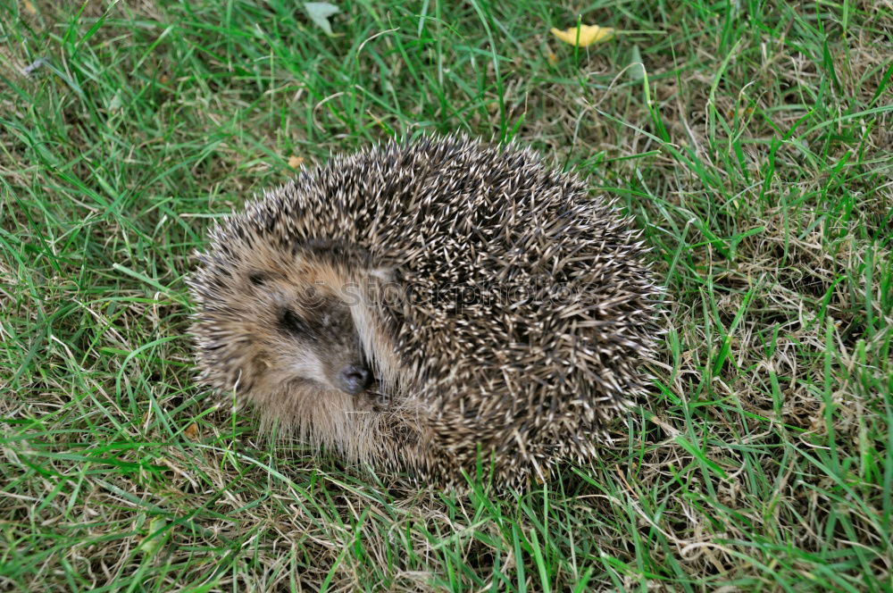 Similar – pincushions Hedgehog