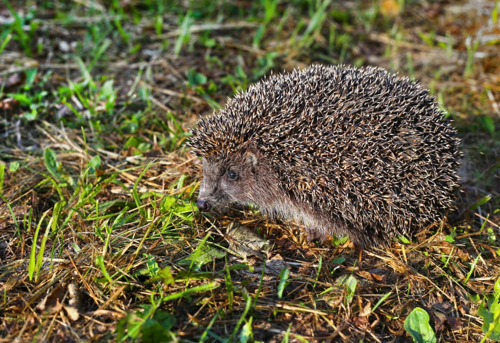 Similar – Image, Stock Photo hedgehogs Eating