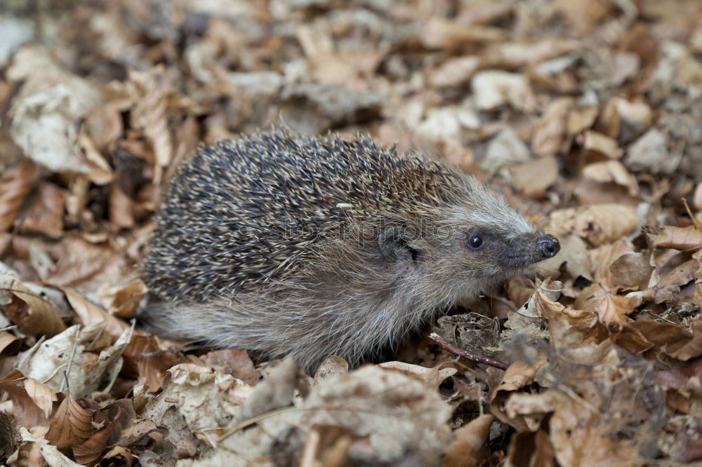 Similar – Lemming, or is it a mouse?