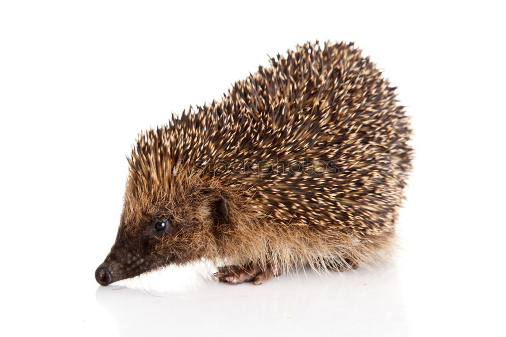 Similar – hedgehogs Animal Pet