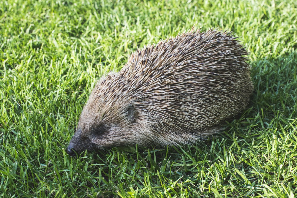 Similar – Image, Stock Photo hedgehogs Eating