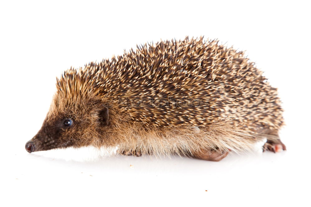 Similar – hedgehogs Animal Pet