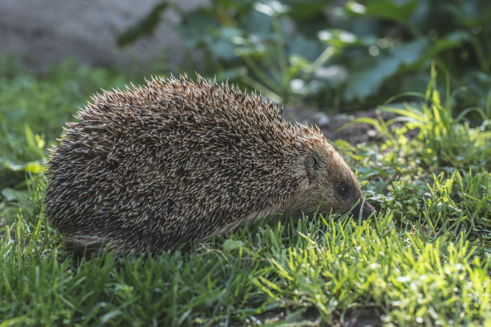 Similar – Image, Stock Photo hedgehogs Animal Autumn