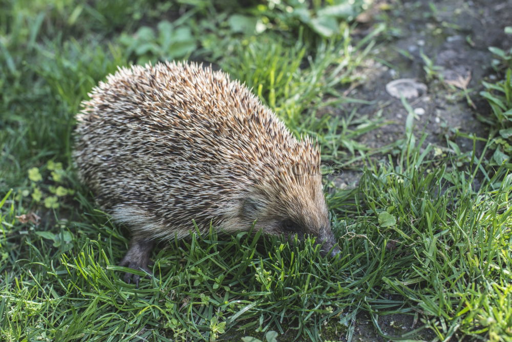 Similar – Image, Stock Photo hedgehogs Animal Autumn