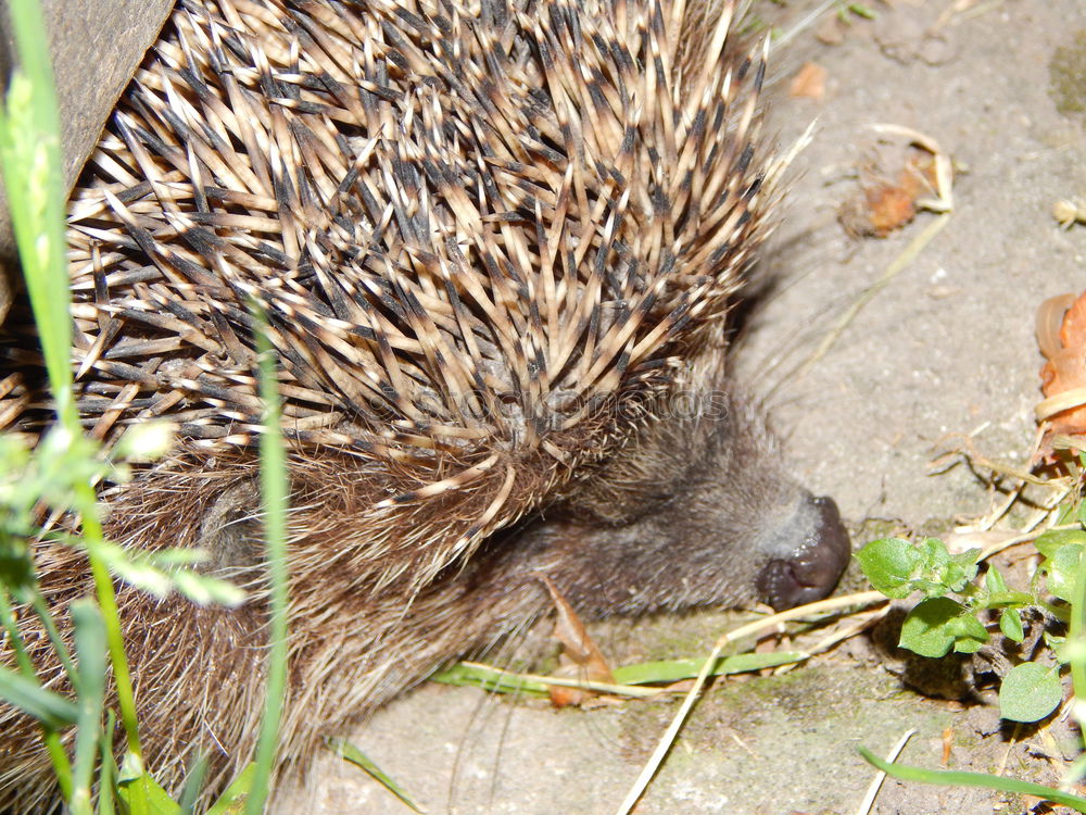 Similar – Image, Stock Photo hedgehogs Nature Animal