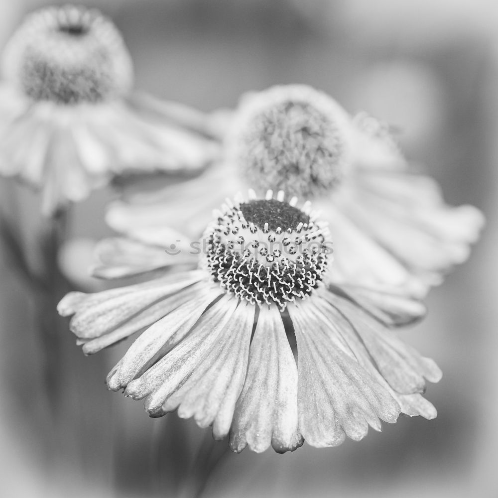 Similar – Image, Stock Photo Gaillardia aristata