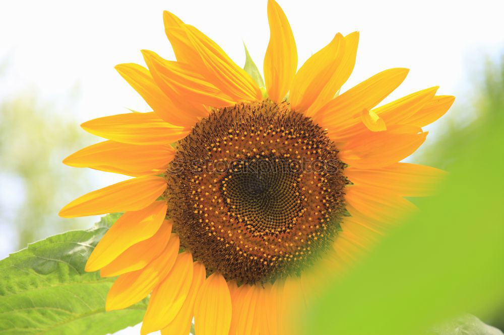 Similar – Foto Bild jacquistern Sonnenblume