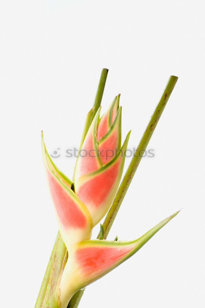 Similar – Spring Flowers Tulip Bouquet On Table