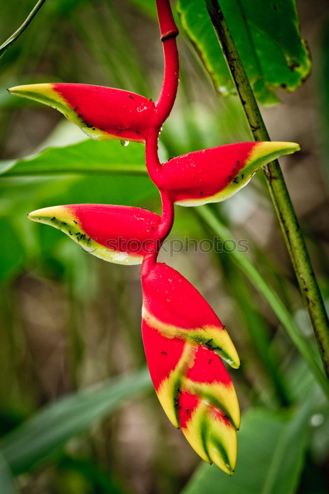 Similar – Image, Stock Photo red dragon Plant