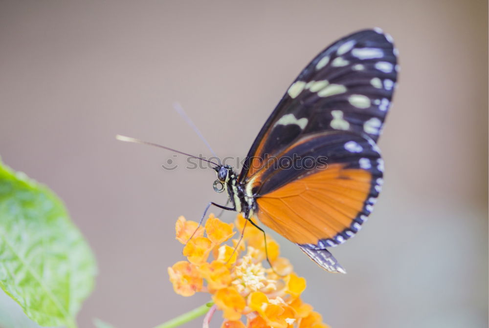 Similar – Foto Bild Antenne Butterfly