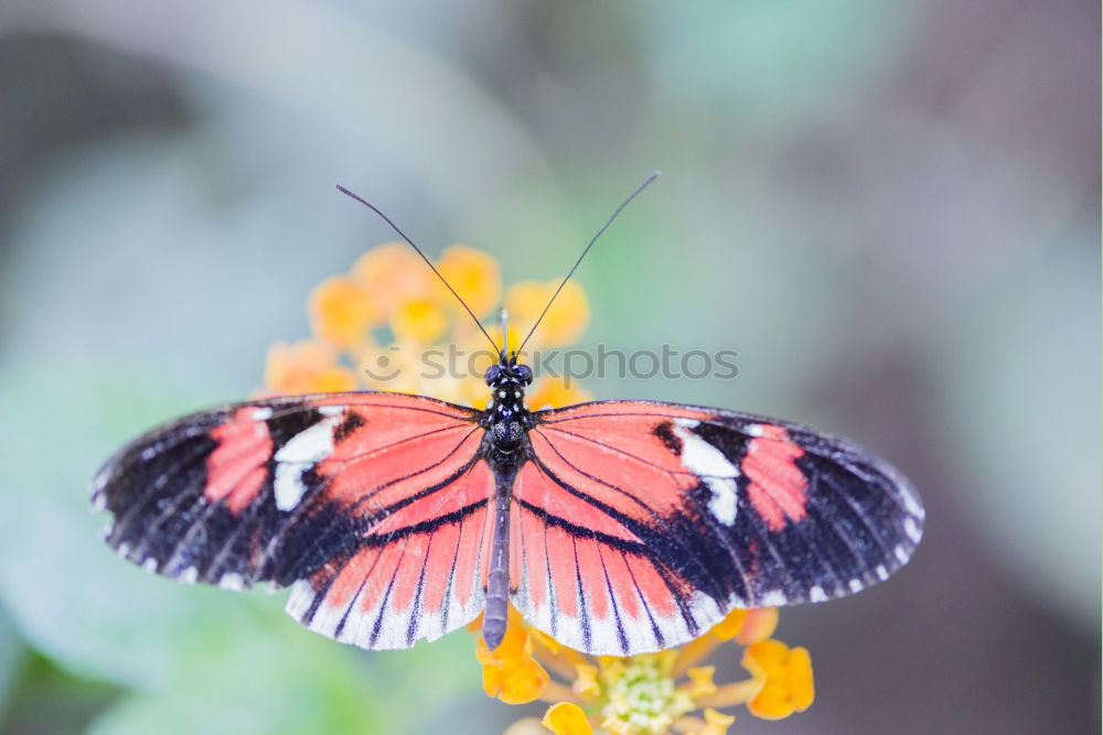 Foto Bild Antenne Butterfly