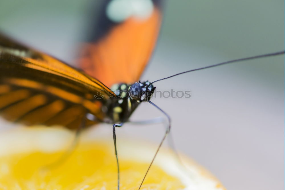 Similar – Image, Stock Photo Butterfly sits on the index finger of a hand