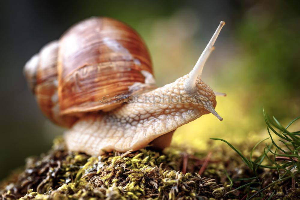 Similar – Image, Stock Photo snail Environment Nature