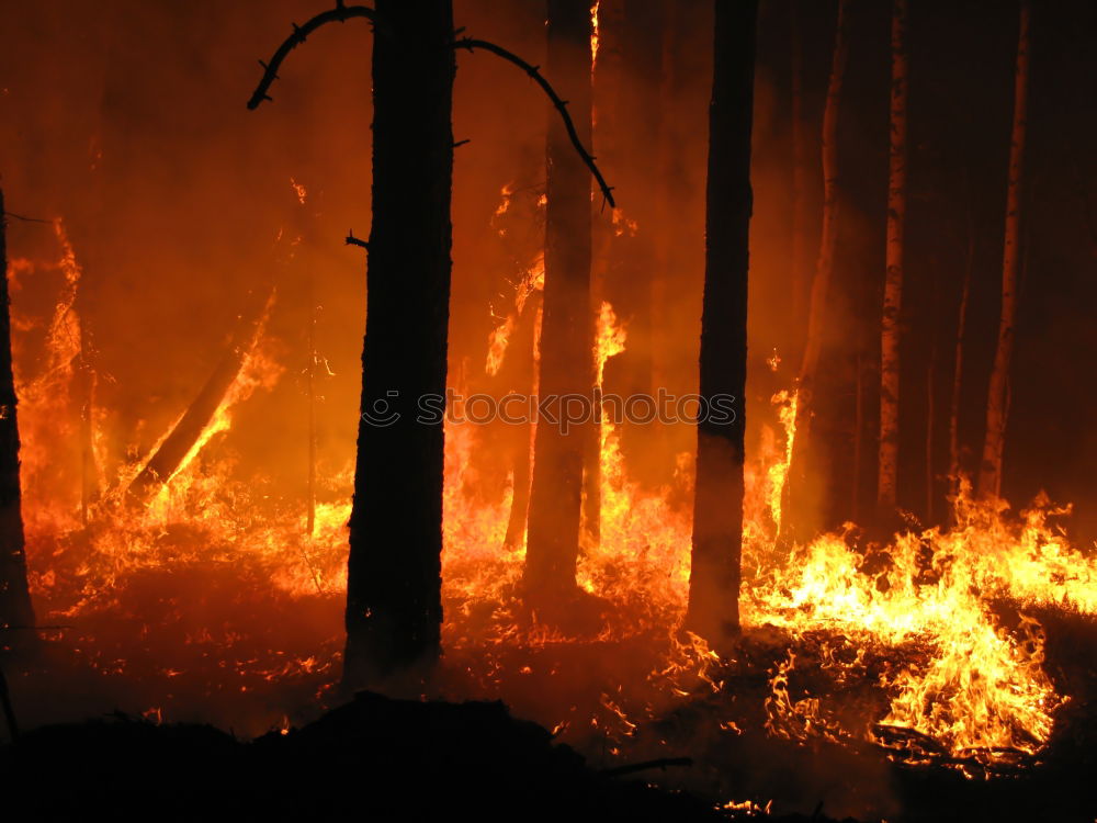 Similar – Image, Stock Photo Forest fire