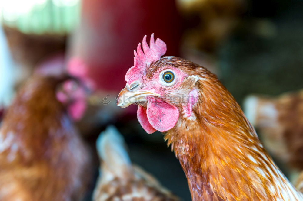 Image, Stock Photo hen close up on farm yard