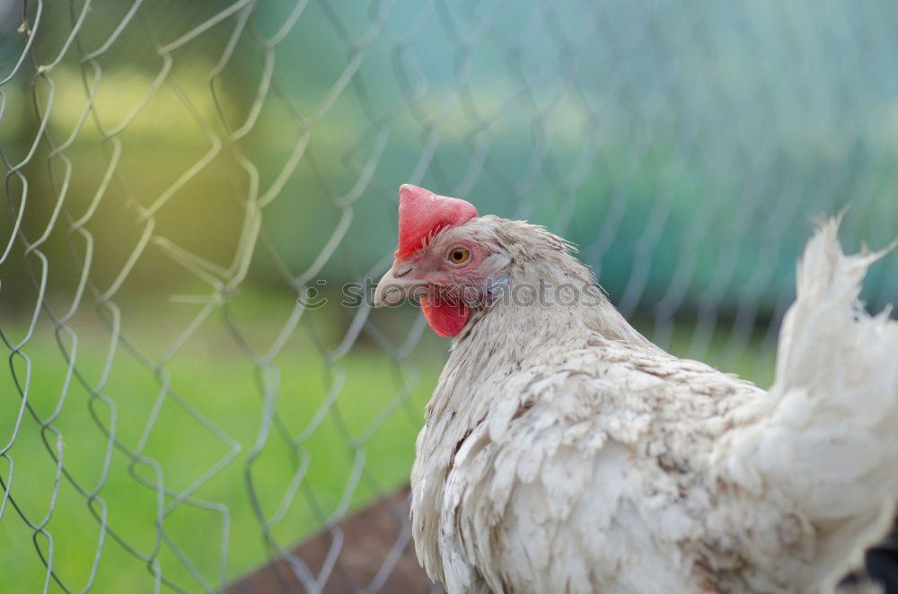 Similar – Hen in the farm Lifestyle