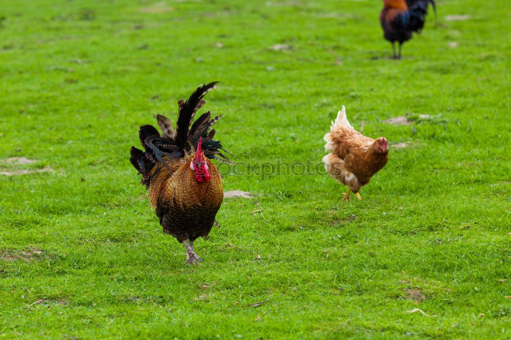 Similar – Image, Stock Photo Happy chicken Environment