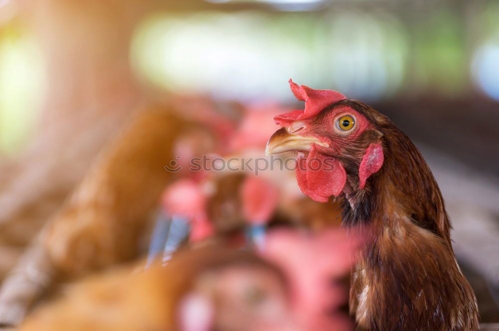 Similar – hen races Animal