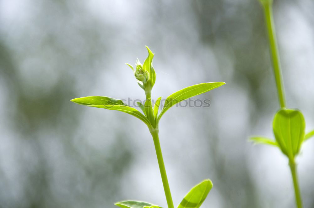 Similar – Kräutergarten schön ruhig