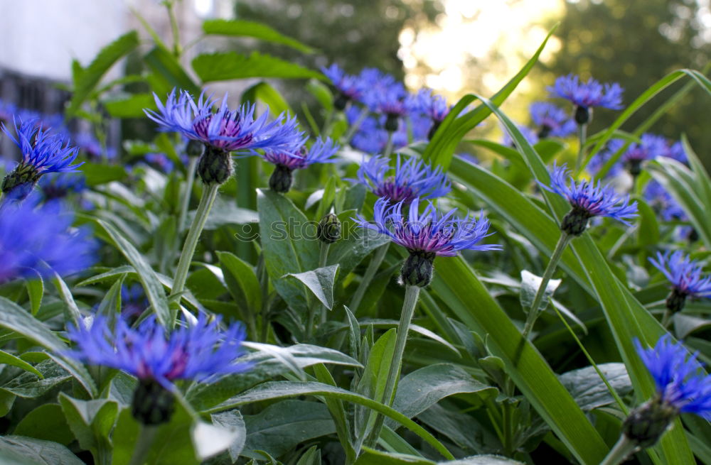 Similar – agapanthus or the colour purple