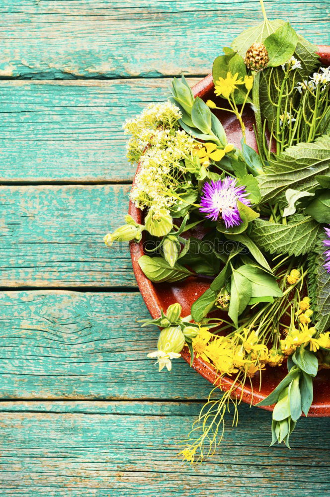 Similar – Image, Stock Photo Groundcover Plants for Garden