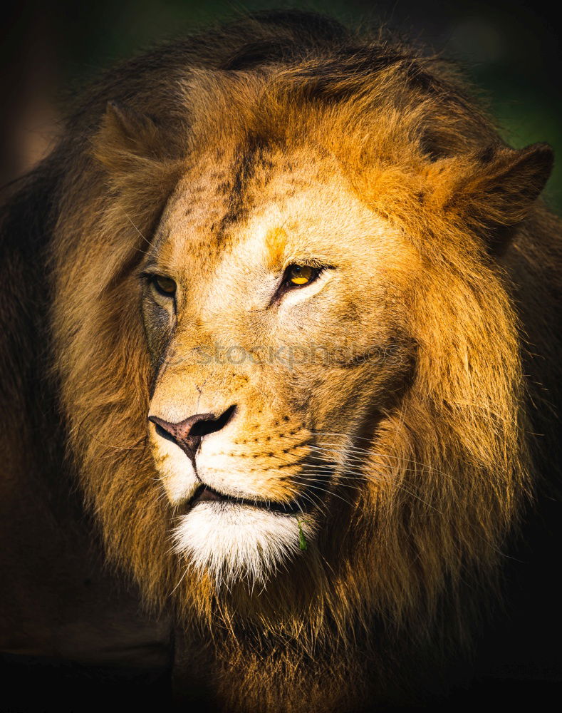 Similar – Image, Stock Photo lion Animal Wild animal