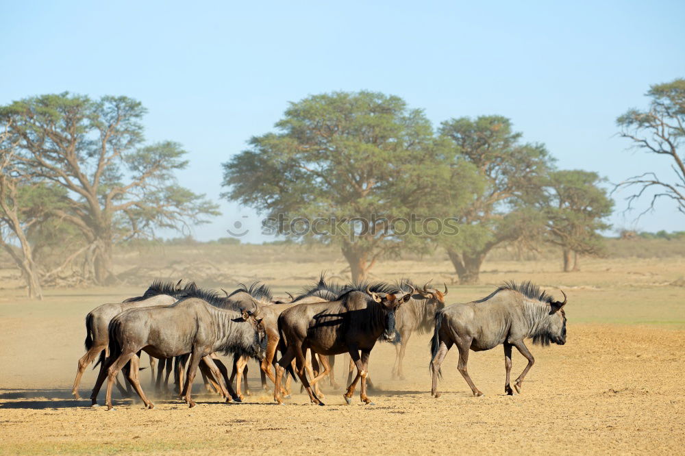 Similar – Image, Stock Photo Herd elephants in the savannah of Samburu Park