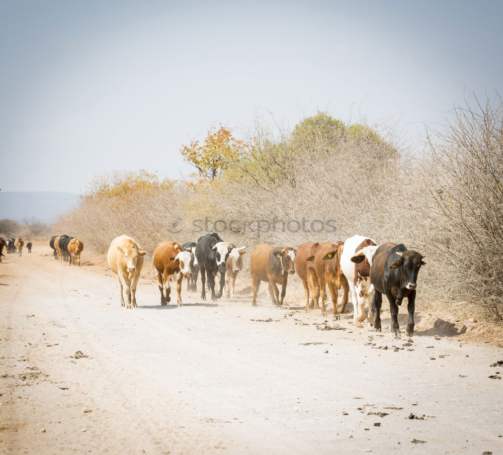 Similar – Image, Stock Photo The caravan moves on…